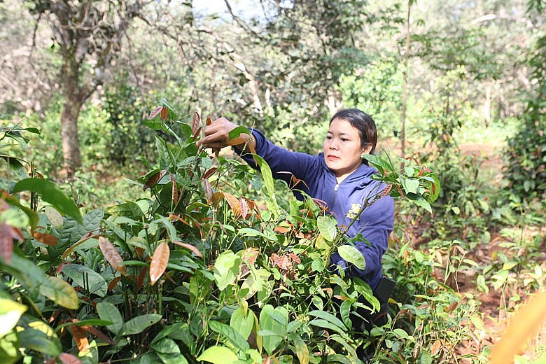 trồng xen cây lá nhíp vào cây điều giúp người dân xã Đồng Nai Thượng tăng thu nhập đáng kể