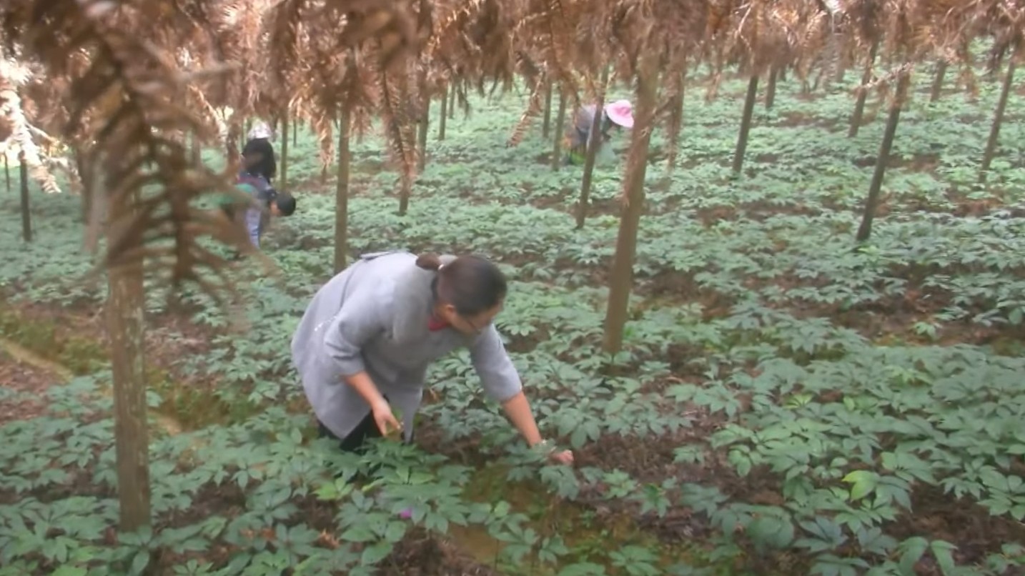 Trồng loại cây “đại bổ” trước ít ai ngó ngàng, người nông dân thu tiền tỷ mỗi vụ