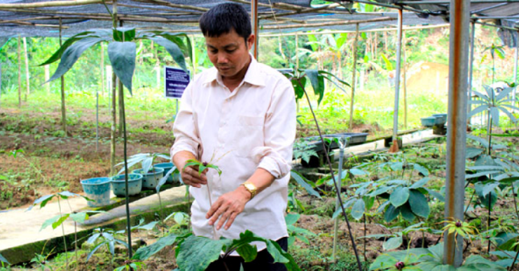 Trồng loại cây trước ít ai ngó ngàng, người nông dân thu tiền tỷ mỗi vụ Trồng loại cây trước ít ai ngó ngàng, người nông dân thu tiền tỷ mỗi vụ
