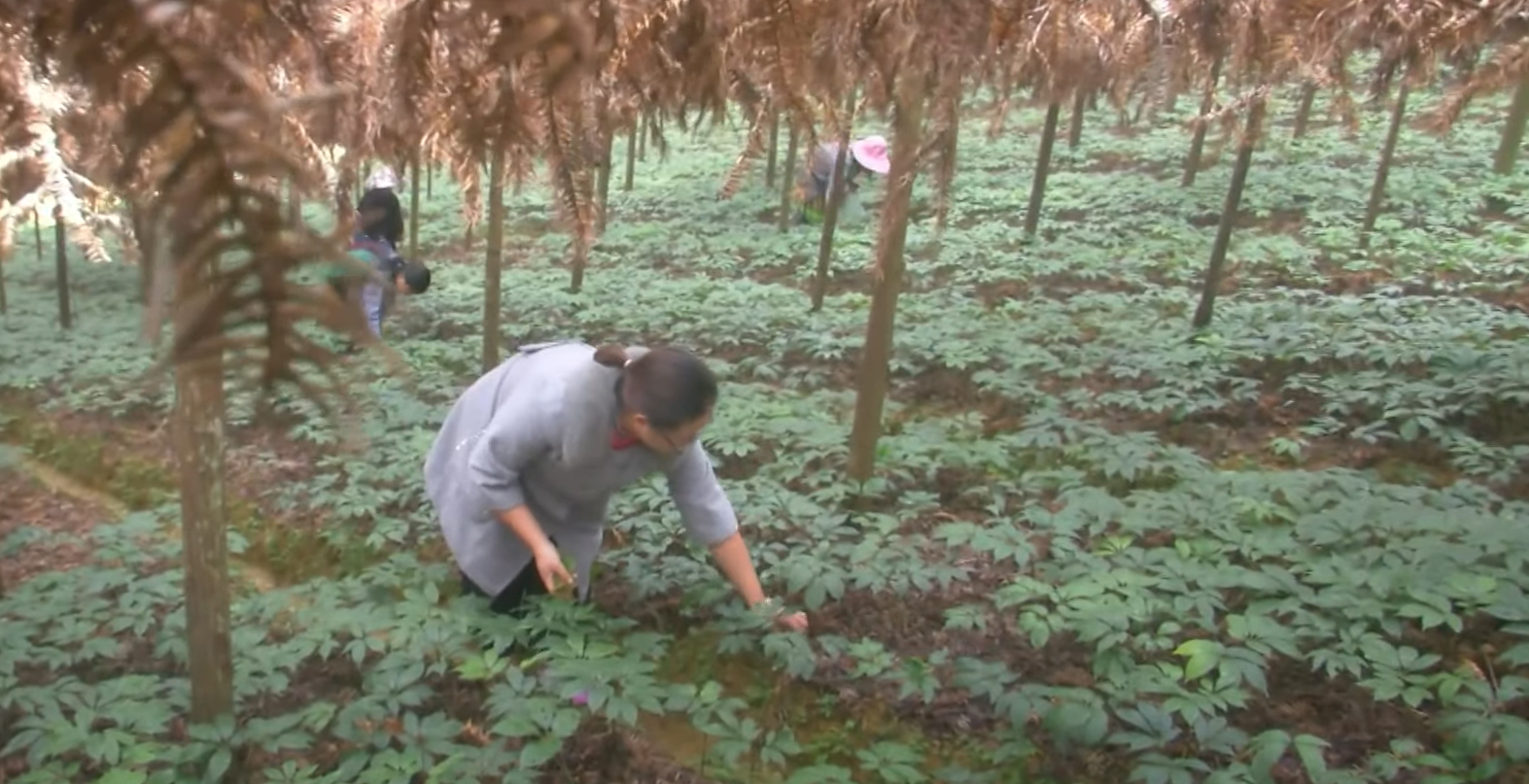 Trồng loại cây trước ít ai ngó ngàng, người nông dân thu tiền tỷ mỗi vụ Trồng loại cây trước ít ai ngó ngàng, người nông dân thu tiền tỷ mỗi vụ