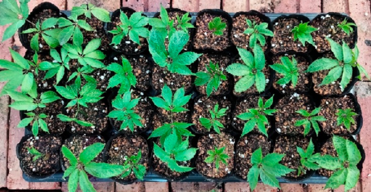 Trồng loại cây trước ít ai ngó ngàng, người nông dân thu tiền tỷ mỗi vụ Trồng loại cây trước ít ai ngó ngàng, người nông dân thu tiền tỷ mỗi vụ