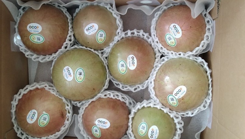 Trái vú sữa bơ hồng của HTX vừa được xét chọn OCOP 4 sao. Trái vú sữa bơ hồng của HTX vừa được xét chọn OCOP 4 sao.