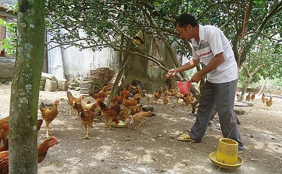 Gà tre Đèo Le được nuôi theo hình thức tự nhiên nên chất lượng thịt thơm ngon. Gà tre Đèo Le được nuôi theo hình thức tự nhiên nên chất lượng thịt thơm ngon.