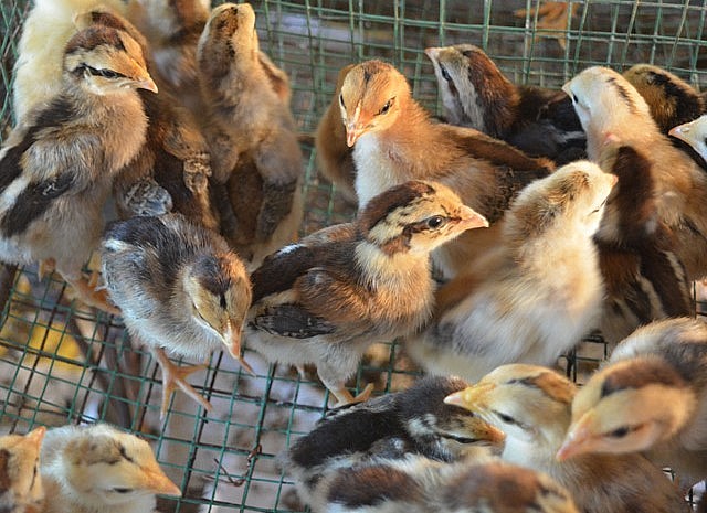 Gà tre Đèo Le giống. Gà tre Đèo Le giống.