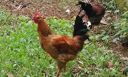 Gà tre Đèo Le ăn côn trùng ngày thả hoang tối ngủ bụi tre. Gà tre Đèo Le ăn côn trùng ngày thả hoang tối ngủ bụi tre.