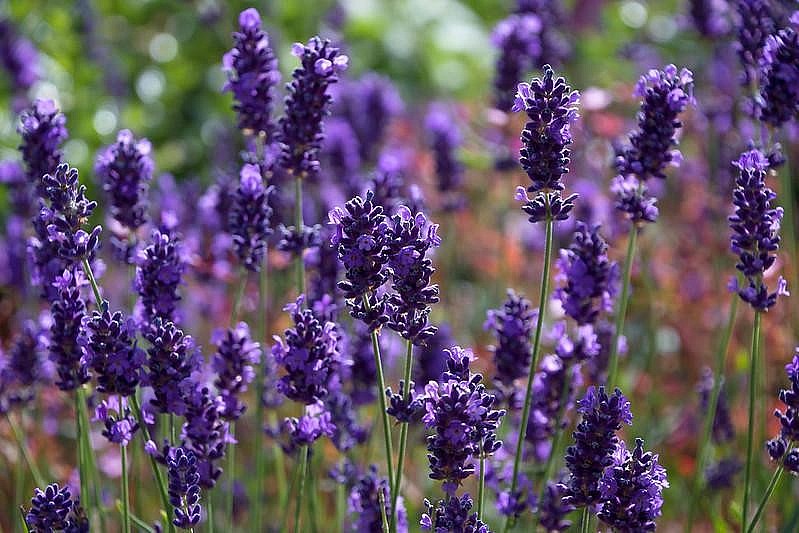 Hoa oải hương tên tiếng anh là Lavender