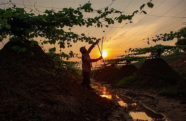 Ruộng trồng sắn dây ở Kinh Môn Ruộng trồng sắn dây ở Kinh Môn