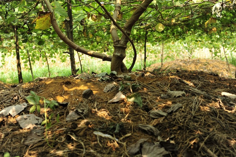 Sắn dây là một loài dây leo, có thể dài đến 10m, rễ phát triển to lên thành củ Sắn dây là một loài dây leo, có thể dài đến 10m, rễ phát triển to lên thành củ