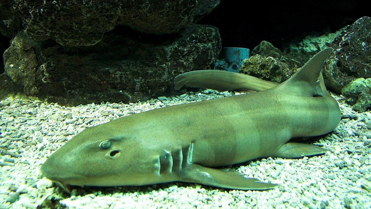 Loại cá có tên độc lạ trở thành đặc sản nổi tiếng, muốn mua phải đặt trước cả tháng