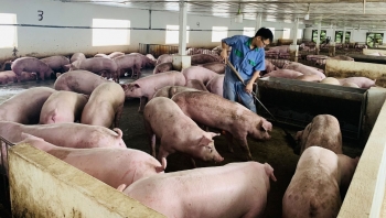 Giá heo hơi hôm nay (13/2) đầu tuần lặng sóng, giá heo Trung Quốc lao dốc báo động