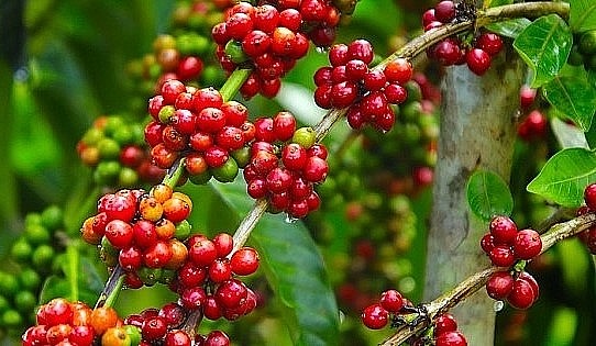 Giá nông sản hôm nay (13/2) giá cà phê hôm nay duy trì đà tăng trên thị trường thế giới. Giá nông sản hôm nay (13/2) giá cà phê hôm nay duy trì đà tăng trên thị trường thế giới.