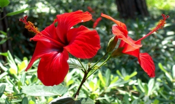 Cây bờ rào bất ngờ thành siêu phẩm bonsai thỉnh thoảng có món canh cực chất