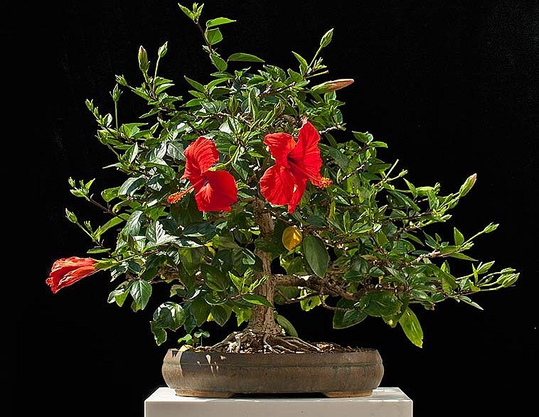 Cây bờ rào bất ngờ thành siêu phẩm bonsai thỉnh thoảng có món canh cực chất