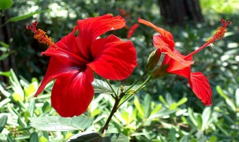 Cây bờ rào bất ngờ thành siêu phẩm bonsai thỉnh thoảng có món canh cực chất