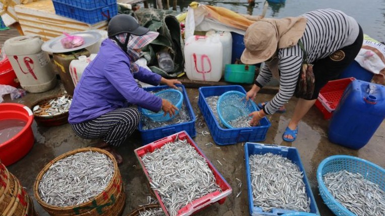 Loại cá xưa có đầy không ngó, giờ thành đặc sản vừa ngon vừa bổ dưỡng