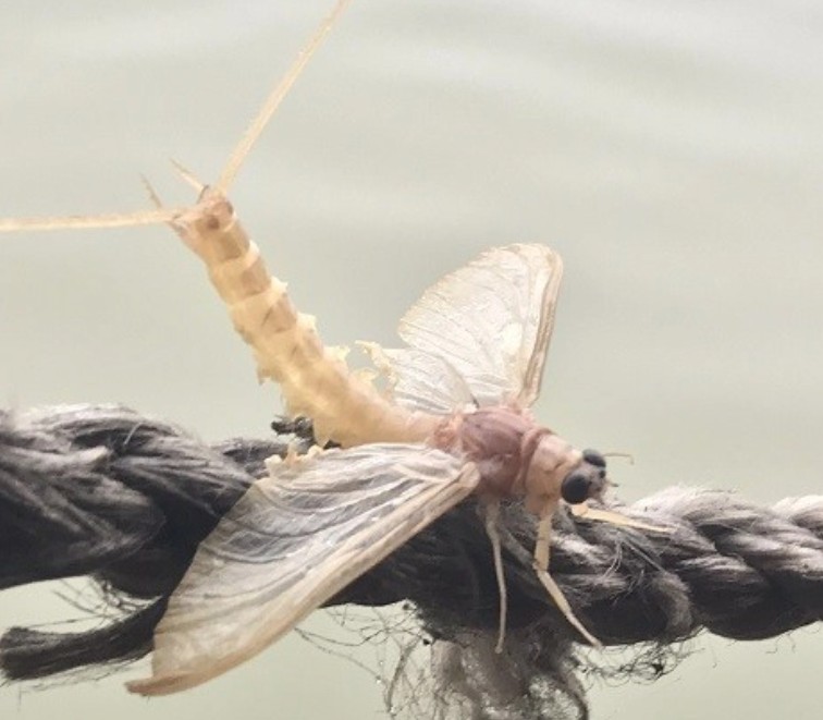 Bất ngờ trước món đặc sản từ con chỉ sống vài giờ, giá nửa triệu cũng không có mà bán