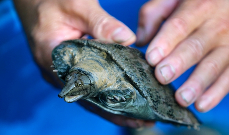 Ba ba là một loài động vật nằm trong lớp bò sát