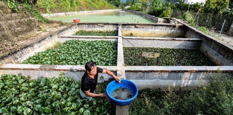 Mô hình nuôi ba ba gai của gia đình ông Nghị