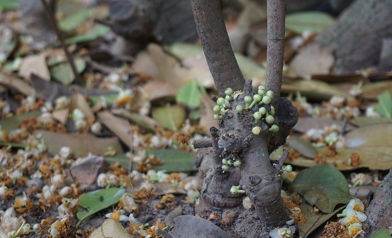 Rễ của cây bạch mai cổ thụ cũng ra hoa chi chít. Rễ của cây bạch mai cổ thụ cũng ra hoa chi chít.