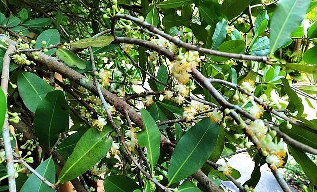 Hoa của bạch mai cổ thụ có cánh trắng, nhụy vàng. Hoa của bạch mai cổ thụ có cánh trắng, nhụy vàng.