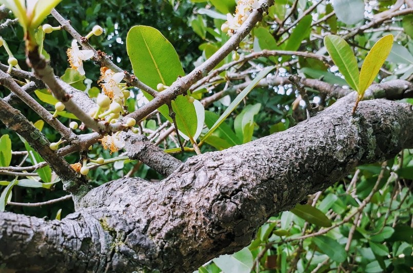 Bạch mai cổ thụ 300 tuổi ở Đình Phú Tự (Bến Tre) được người dân gọi là