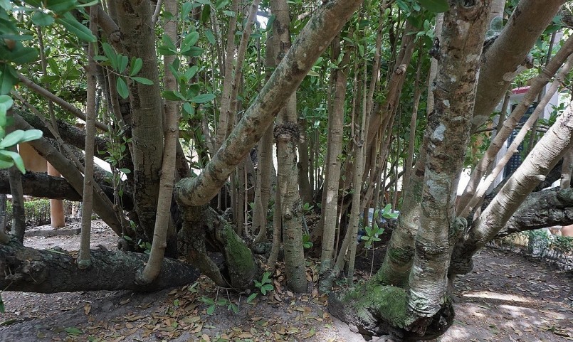 Bạch mai cổ thụ có thân con chi chít mọc lên đầy sức sống sau trận bom đạn, gió bão quật ngã. Bạch mai cổ thụ có thân con chi chít mọc lên đầy sức sống sau trận bom đạn, gió bão quật ngã.