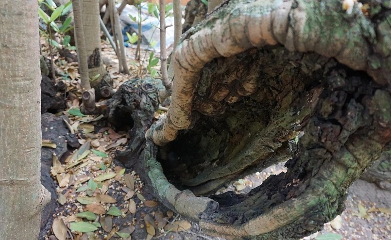 Thân lớn của bạch mai cổ thụ có những hang hốc độc đáo. Thân lớn của bạch mai cổ thụ có những hang hốc độc đáo.