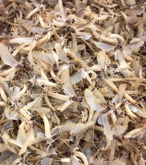 Vờ khi đem về phải được chế biến cẩn thận Vờ khi đem về phải được chế biến cẩn thận