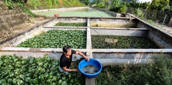 Vay 45 triệu đồng nuôi con đặc sản lạ dưới ao bèo, ông nông dân đổi đời thành tỷ phú Tây Bắc