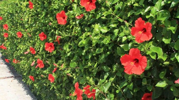 Loại cây xưa chỉ trồng làm hàng rào, nay là đặc sản nức tiếng có tiền cũng khó mua