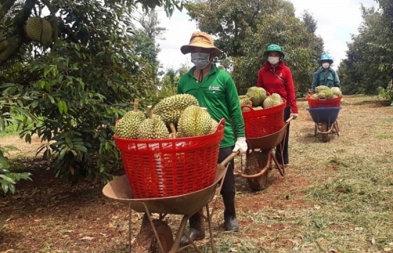 Diện tích sầu riêng ở khu vực Tây Nguyên tăng khá nhanh, hiện đã lên đến hơn 40.000 ha. Diện tích sầu riêng ở khu vực Tây Nguyên tăng khá nhanh, hiện đã lên đến hơn 40.000 ha.