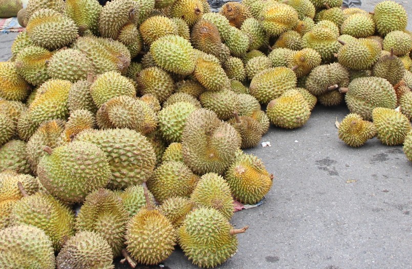 Nguy cơ khủng hoảng thừa và sầu riêng không đạt chuẩn đã ký kết theo Nghị định thư sẽ gây thiệt hại cho người trồng sầu riêng. Nguy cơ khủng hoảng thừa và sầu riêng không đạt chuẩn đã ký kết theo Nghị định thư sẽ gây thiệt hại cho người trồng sầu riêng.