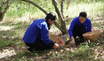 Trồng loại cây quả sù sì, hạt vừa bùi vừa thơm, nông dân vùng cao bỏ túi trăm triệu