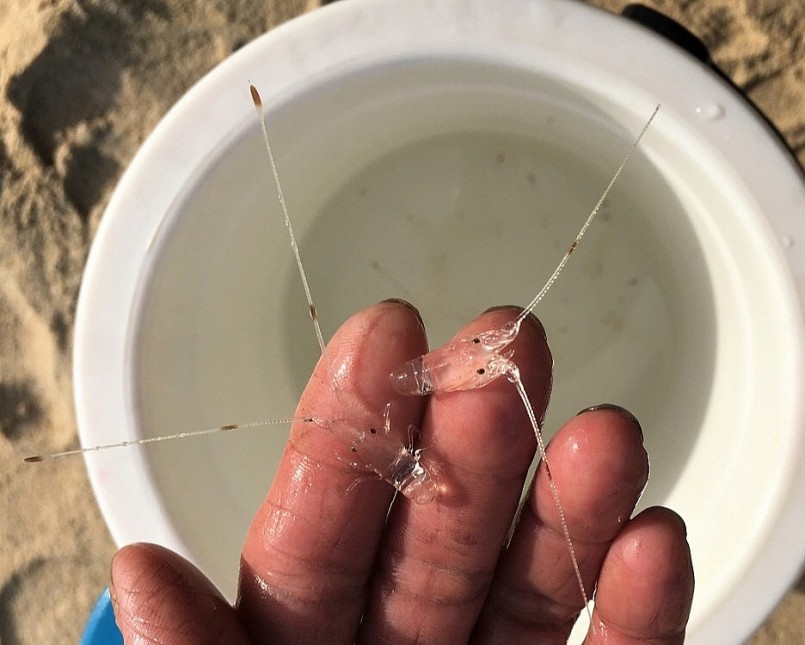 Tôm hùm giống con. Ảnh: Hải Long