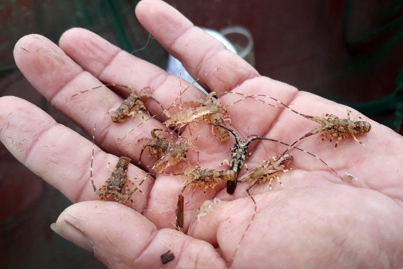 Tôm hùm giống có giá khá đắt