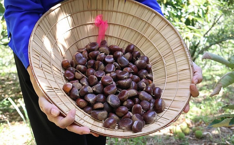 Những hạt dẻ căng mọng tự tay thu hoạch rồi thưởng thức ngay tại vườn. Những hạt dẻ căng mọng tự tay thu hoạch rồi thưởng thức ngay tại vườn.