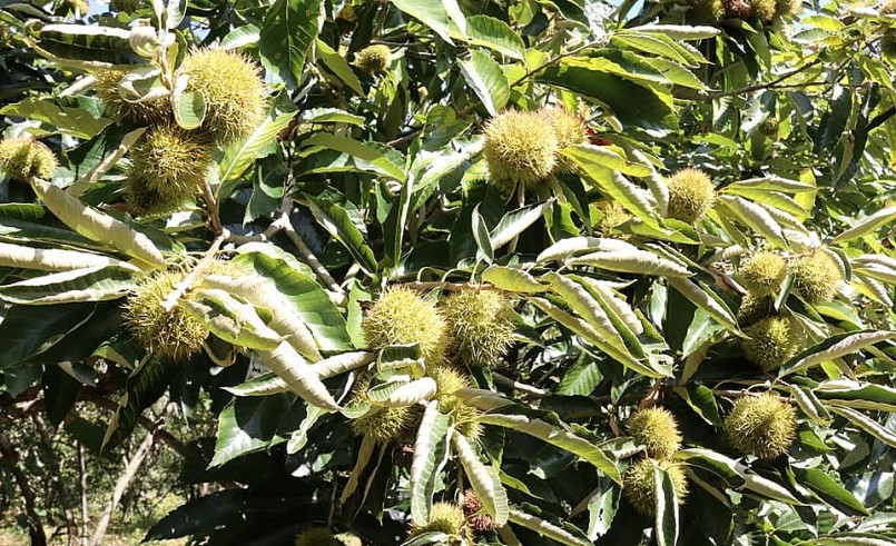 Cây dẻ nơi đây cho nhiều quả và hạt thơm ngon đặc biệt. Cây dẻ nơi đây cho nhiều quả và hạt thơm ngon đặc biệt.