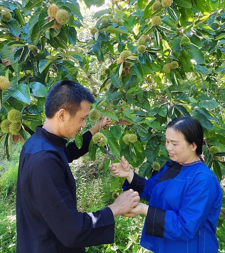 Vào mùa thu hoạch hạt dẻ nhiều du khách khắp nơi về trải nghiệm du lịch cộng đồng. Vào mùa thu hoạch hạt dẻ nhiều du khách khắp nơi về trải nghiệm du lịch cộng đồng.