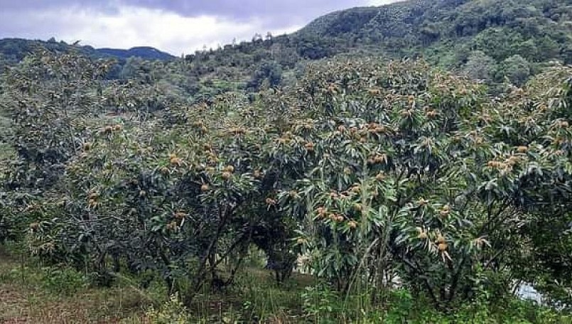 Vùng trồng cây hạt dẻ của gia đình anh Hiếu. Vùng trồng cây hạt dẻ của gia đình anh Hiếu.