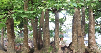 Choáng ngợp trước cây khế 19 thân như một khu rừng cổ thụ giá nửa tỷ đồng