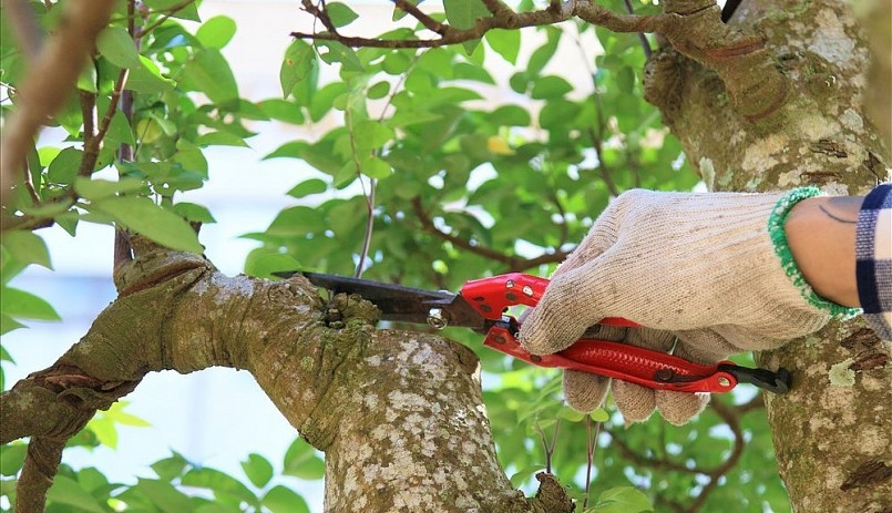 Cây khế 19 thân này thuộc vào loại cây độc lạ mà không một cây nào có nét đẹp giống như vậy. Cây khế 19 thân này thuộc vào loại cây độc lạ mà không một cây nào có nét đẹp giống như vậy.
