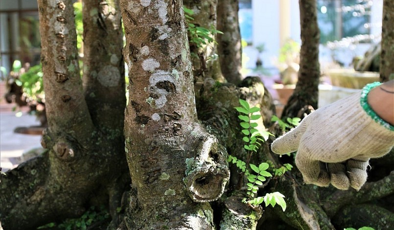 Những thân mọc từ gốc cây khế cổ thụ mọc đầy rêu xanh. Những thân mọc từ gốc cây khế cổ thụ mọc đầy rêu xanh.