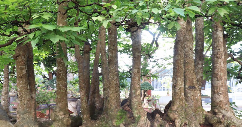 Cây khế cổ thụ độc lạ có 19 thân mọc ra từ một gốc tự nhiên không hề ghép. Cây khế cổ thụ độc lạ có 19 thân mọc ra từ một gốc tự nhiên không hề ghép.
