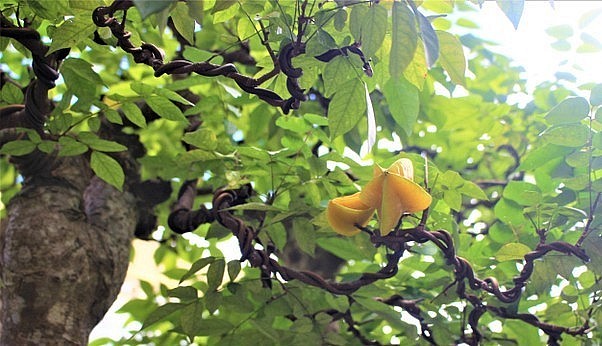 Cây khế 19 thân độc lạ vẫn ra hoa và kết quả đều đặn. Cây khế 19 thân độc lạ vẫn ra hoa và kết quả đều đặn.