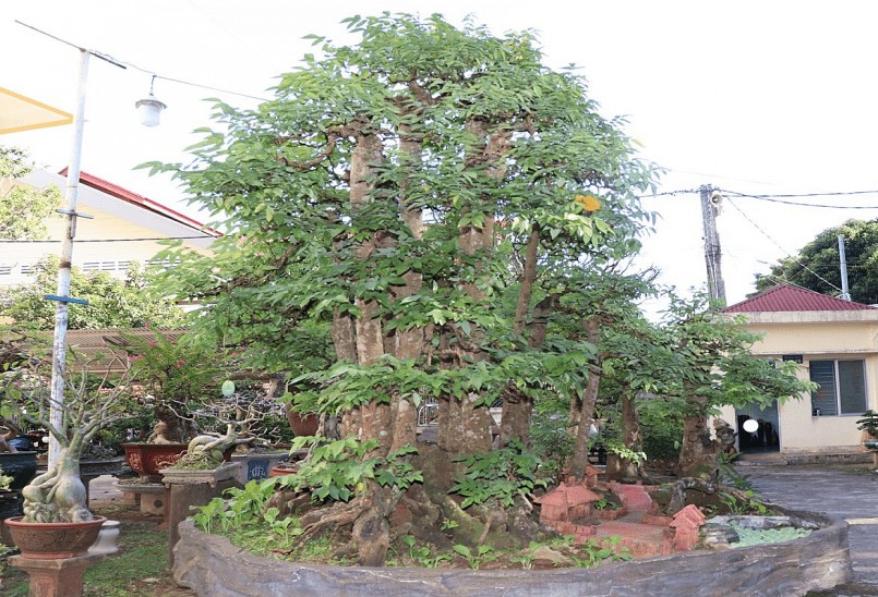 Cây khế cổ thụ nhìn từ xa lừng lững như trái núi. Cây khế cổ thụ nhìn từ xa lừng lững như trái núi.