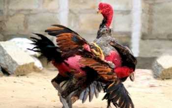 Người "minh oan" cho thú chơi gà chọi từng xây mộ cho chiến kê tử nạn