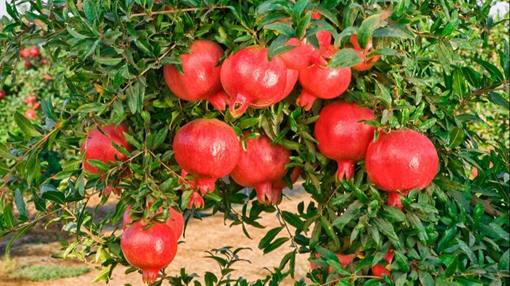 3 loại cây ông bà trồng đời con cháu hưởng phước, càng để lâu càng có giá trị