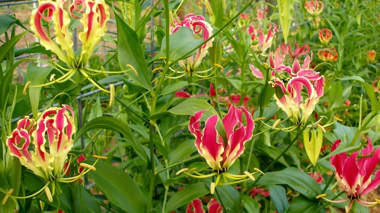 Loại hoa được gọi là "vàng thực vật", có tiền chưa chắc đã mua được, người giàu rất thích chơi