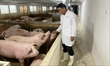 Giá heo hơi hôm nay (14/2) bất ngờ giảm mạnh, cung tăng cầu giảm xuất khẩu khó khăn