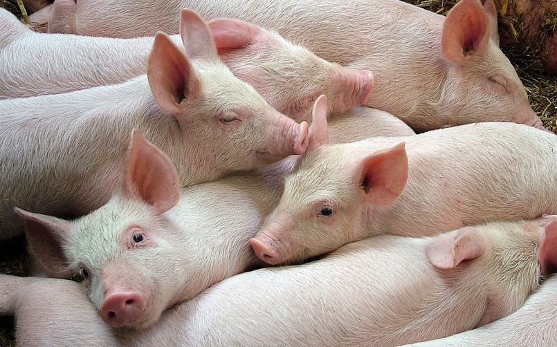 Giá heo hơi hôm nay bất ngờ giảm mạnh ở miền Trung và miền Nam.
